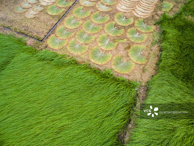 湄公河三角洲景观-莎草垫田图片素材