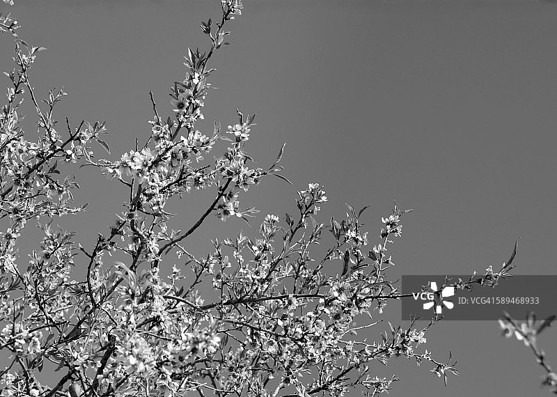 黑白杏花图片素材