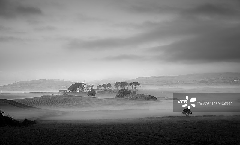 雾中的树木图片素材