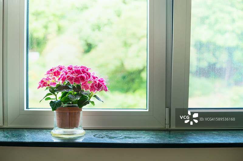 窗台上粉色绣球花盆栽图片素材