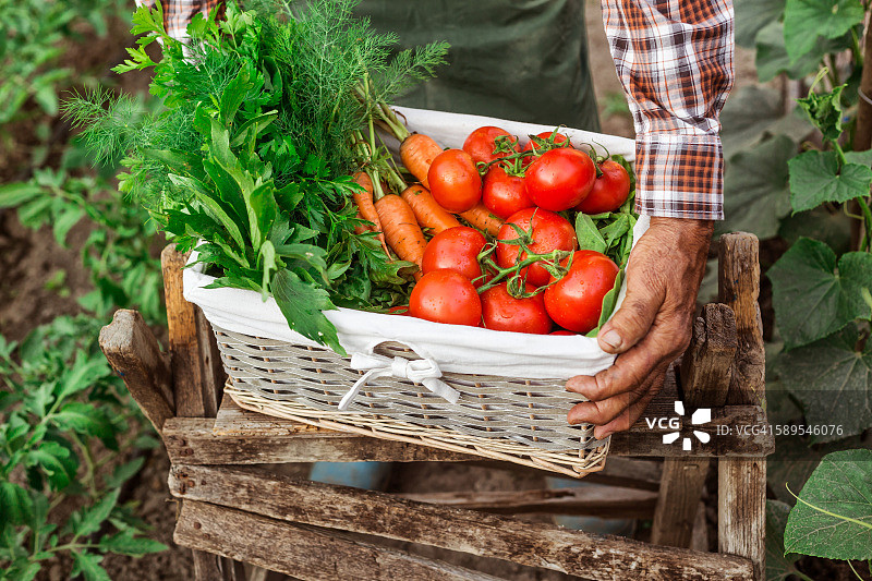 农场工人搬运一箱新鲜蔬菜图片素材