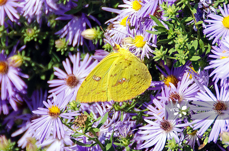 淡云鹨蝶与紫色花朵图片素材