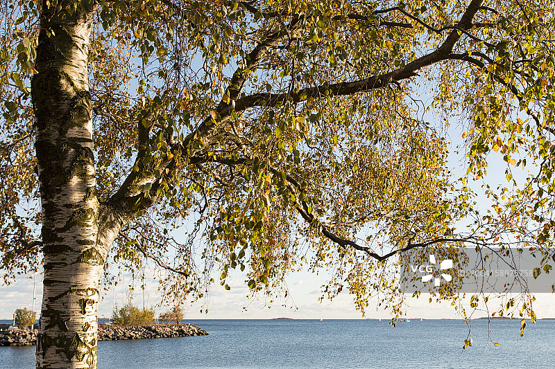 赫尔辛基海岸的桦树图片素材