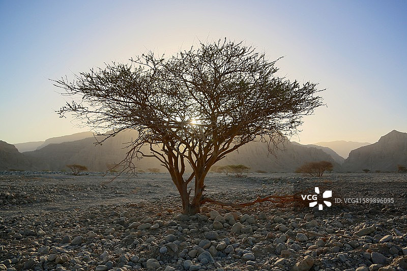 沙漠树图片素材