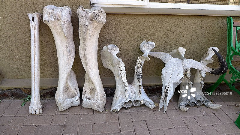 动物骨骼图片素材