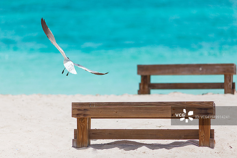 天堂海滩上的白色海鸥图片素材