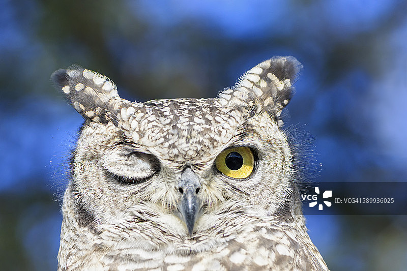 博茨瓦纳卡拉哈里，卡拉哈里中部禁猎区，单眼闭合的斑点雕鸮图片素材