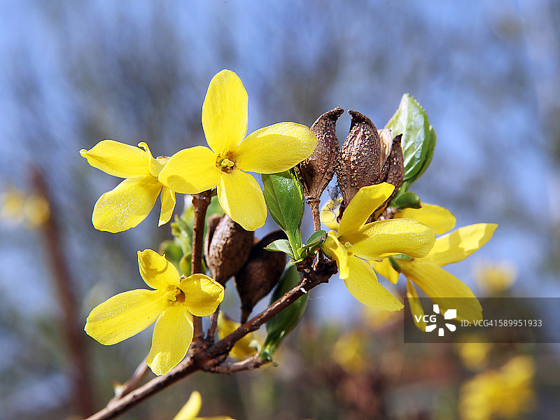 想象春天图片素材