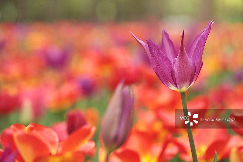 想象春天图片素材