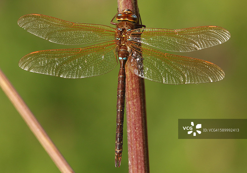 栖息的棕色蜻蜓图片素材