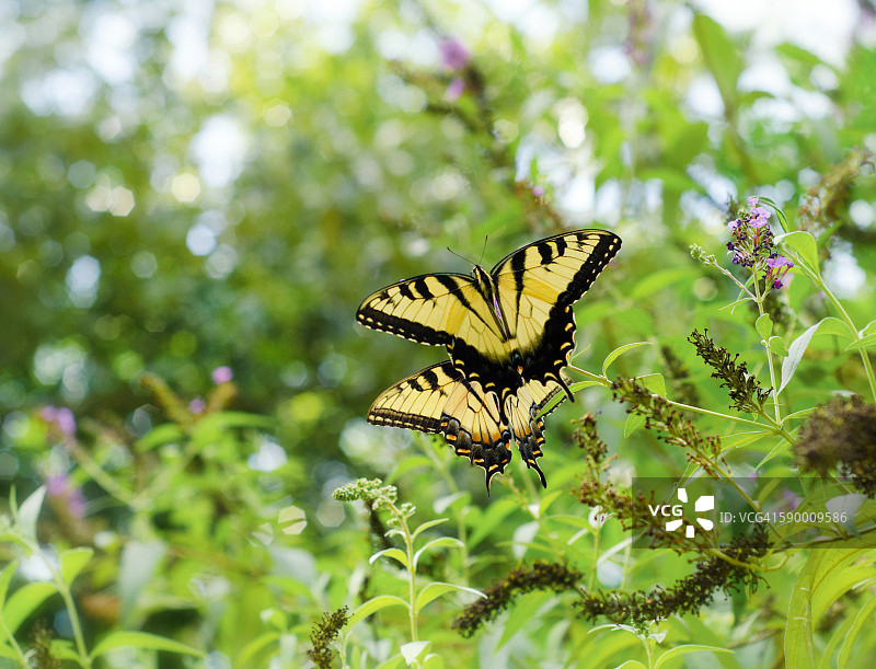 两只虎凤蝶停留在绿叶中图片素材