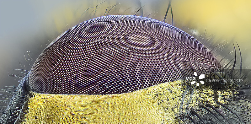 家蝇的复眼图片素材