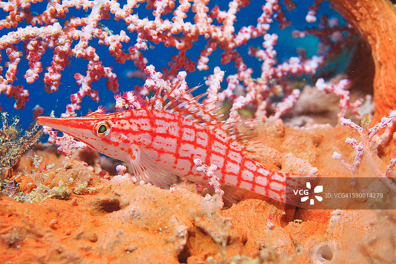 长鼻鹰鱼图片素材