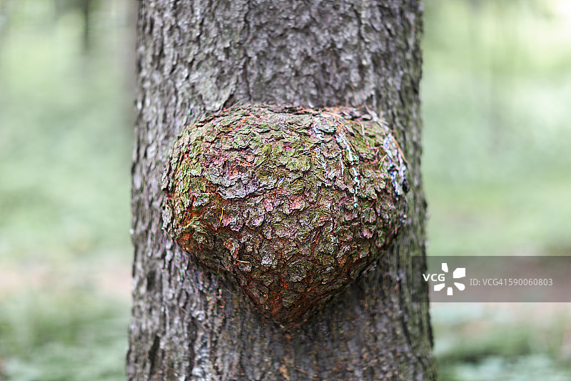 心形树瘤图片素材