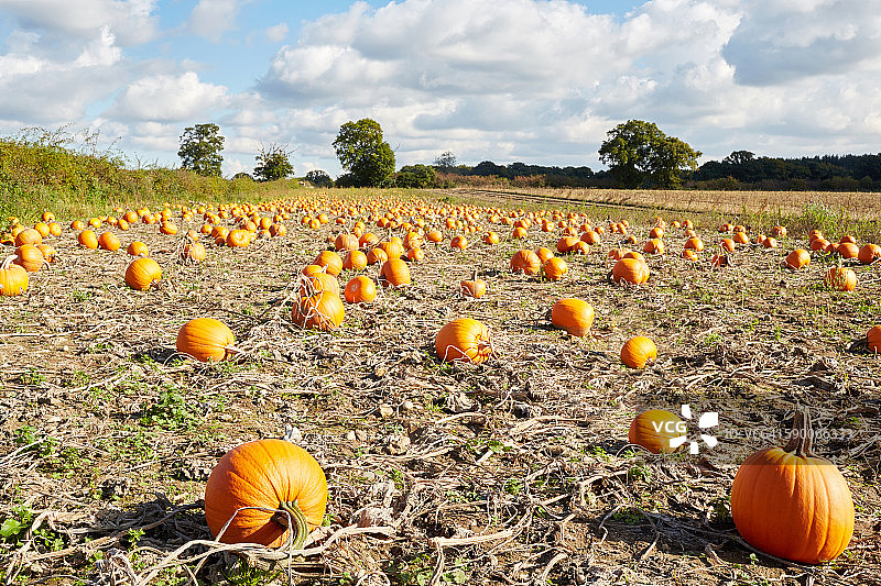 秋日阳光下的南瓜田图片素材