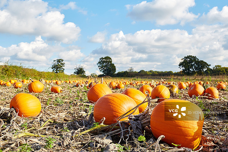 南瓜田图片素材