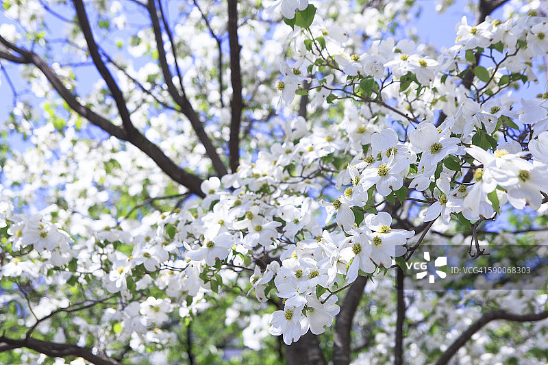 山茱萸花图片素材