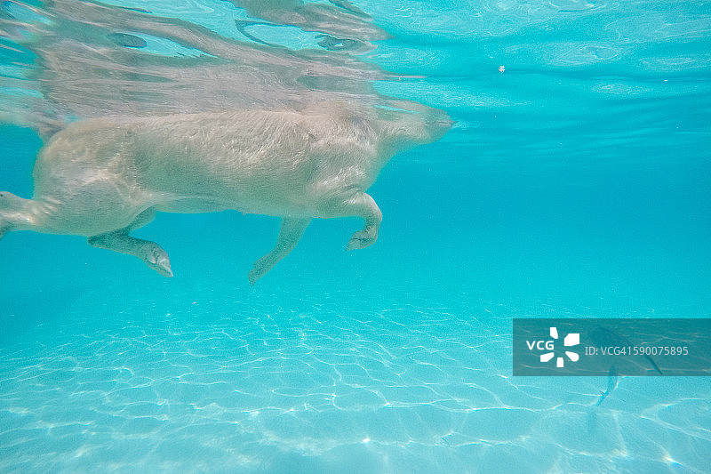 猪在水中游泳，巴哈马群岛埃克苏马海图片素材