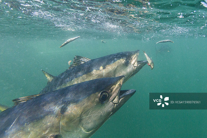 蓝鳍金枪鱼进食图片素材