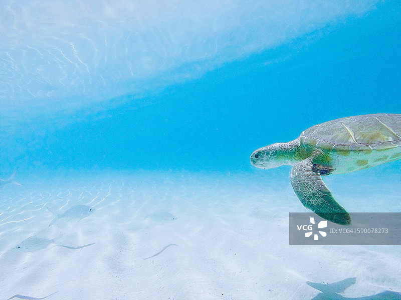 绿海龟图片素材