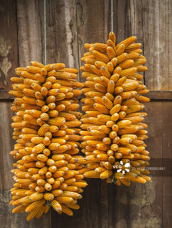 悬挂的干玉米图片素材