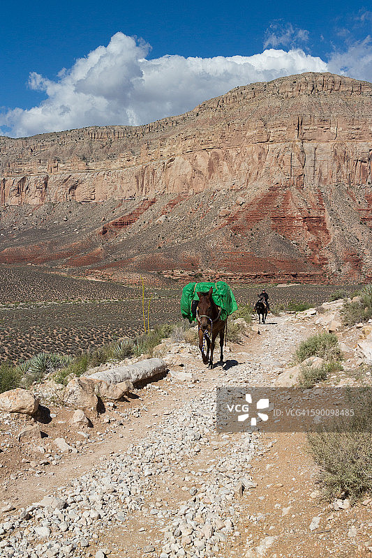 在苏派背着行李的骡子图片素材