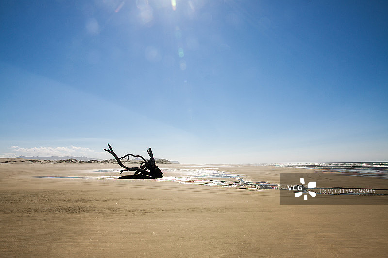 冲上岸的树桩，告别沙嘴图片素材