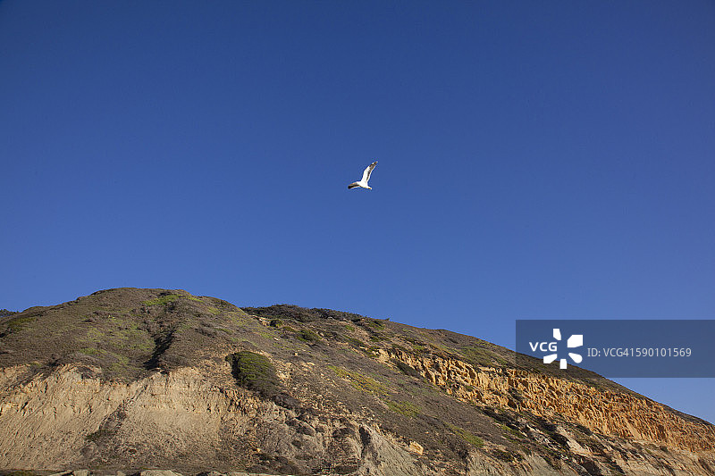 海鸥飞越山丘图片素材