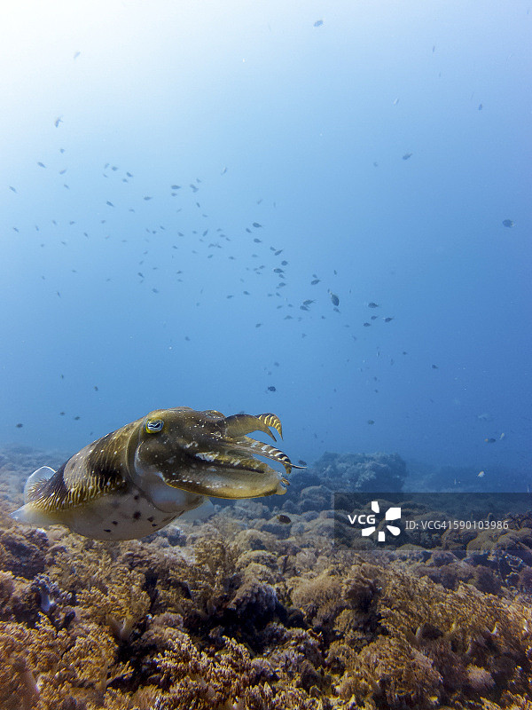茂盛的热带海洋生物 | 吉利群岛 | 印度尼西亚图片素材