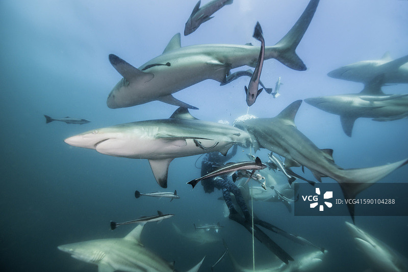 鱼翅羹图片素材