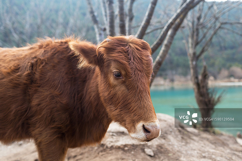 丽江蓝月谷的牛图片素材
