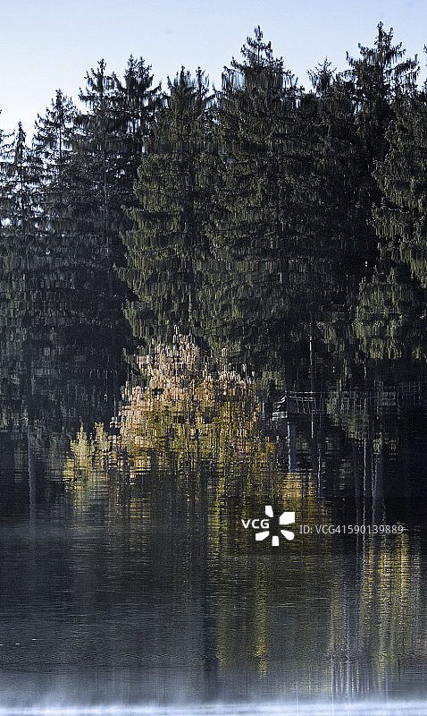 清晨松树倒影图片素材