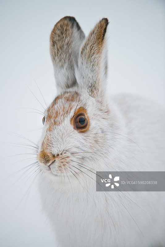 雪鞋野兔图片素材