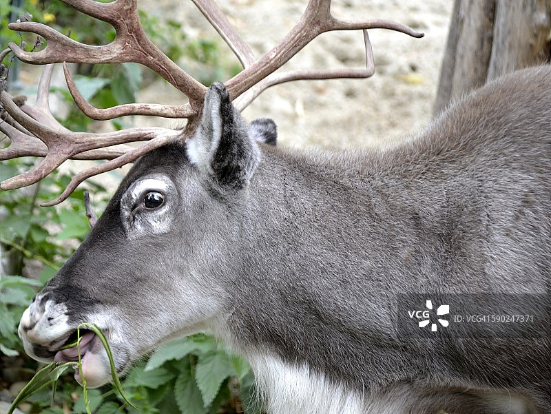 维也纳动物园里吃东西的小鹿，带角图片素材