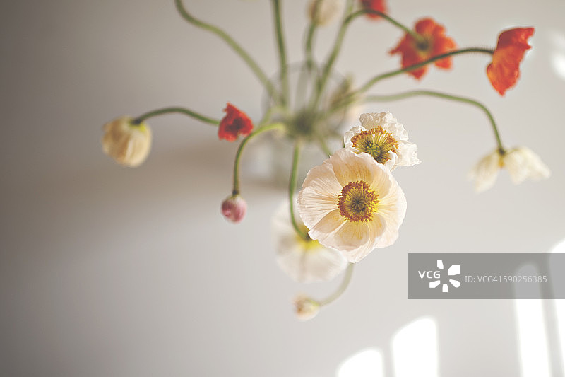 沐浴在美丽晨光中的罂粟花图片素材