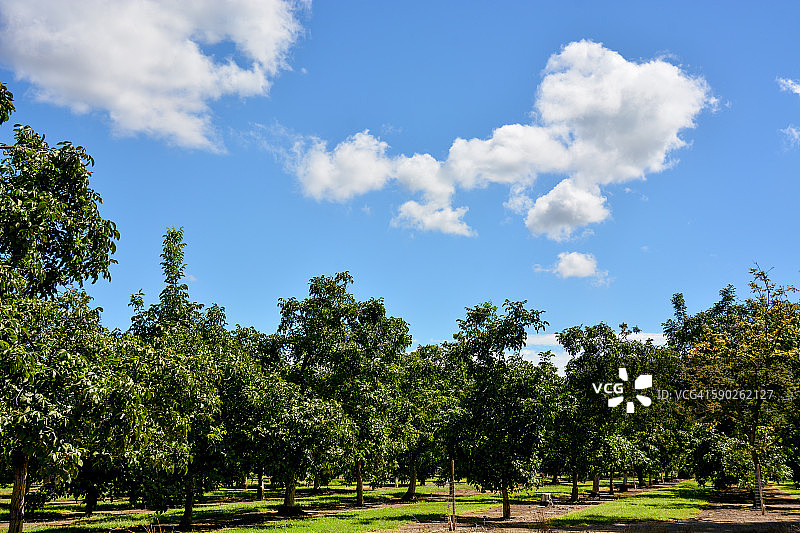 蓝天白云下的年轻核桃园图片素材