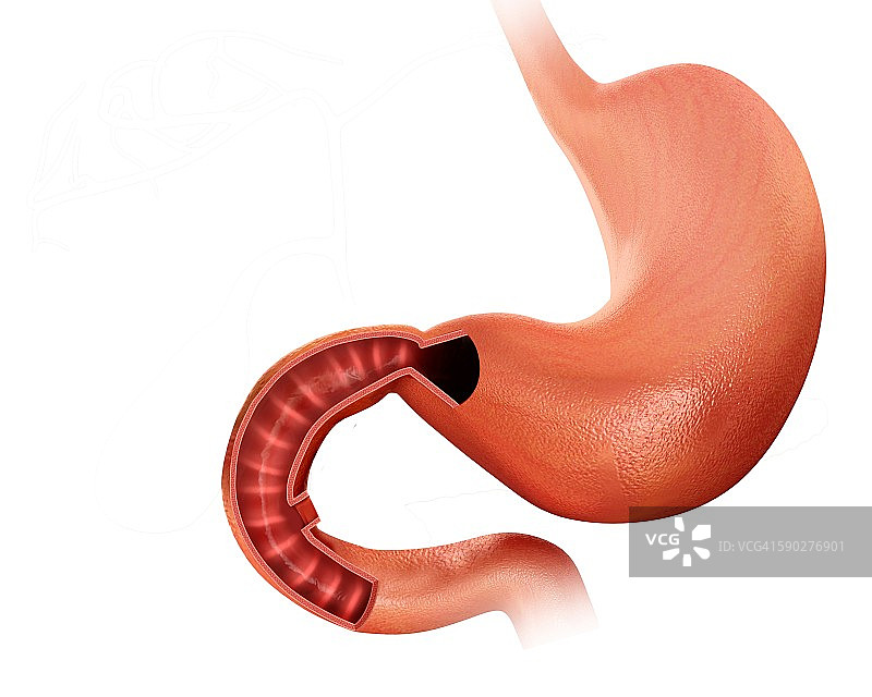小肠和胃部图示图片素材