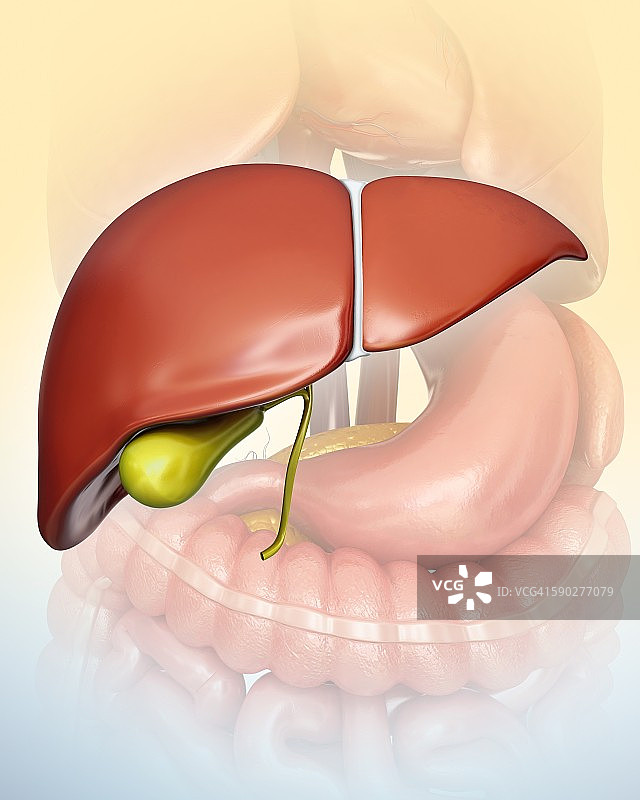 肝脏和胆囊，图示图片素材
