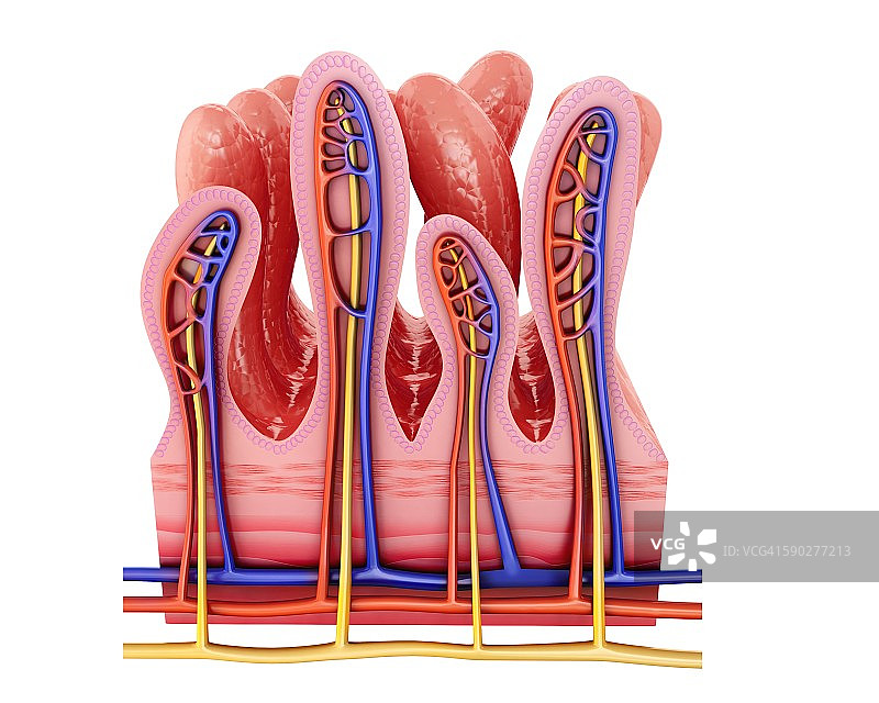 小肠壁插图图片素材