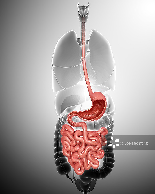 人体消化系统示意图图片素材
