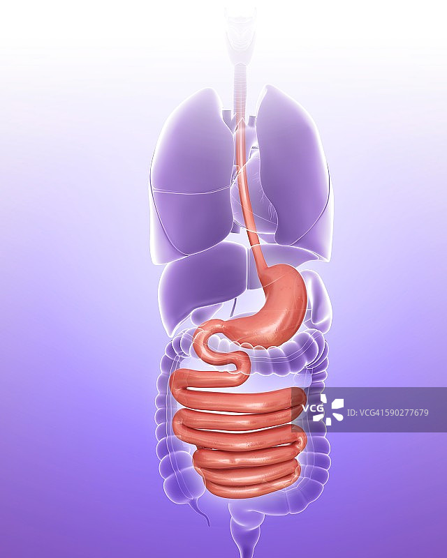 胃和肠道，插图图片素材