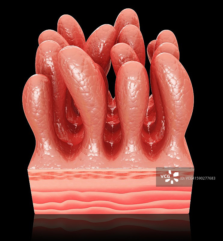 小肠壁插图图片素材