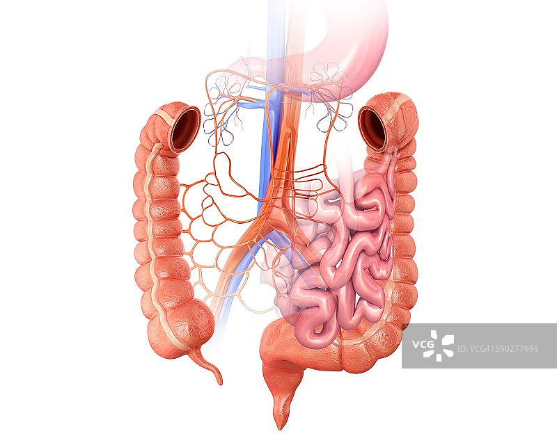人体肠道插画图片素材