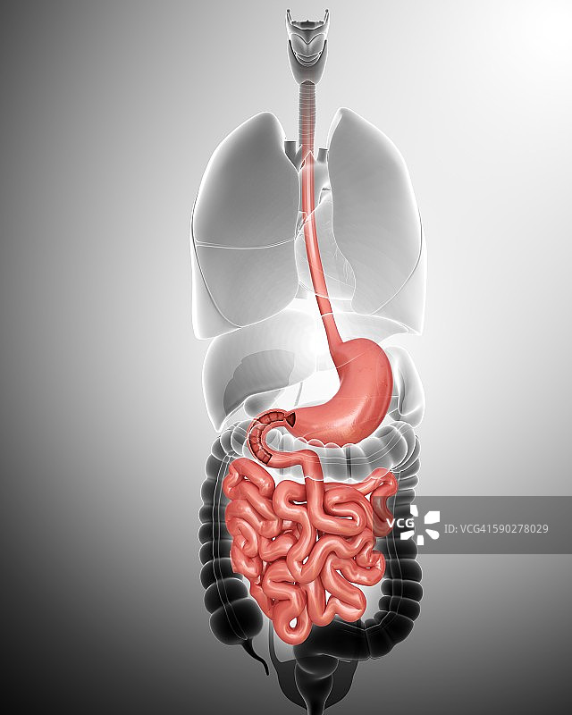 人体消化系统示意图图片素材