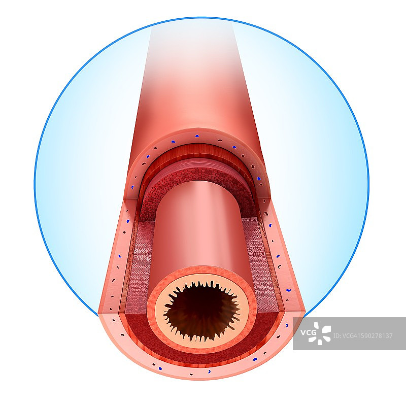 小肠壁插图图片素材