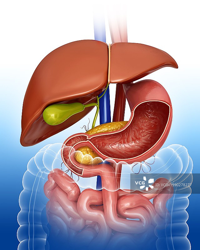 胃部横截面图示图片素材