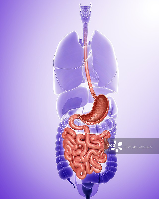 人体消化系统示意图图片素材