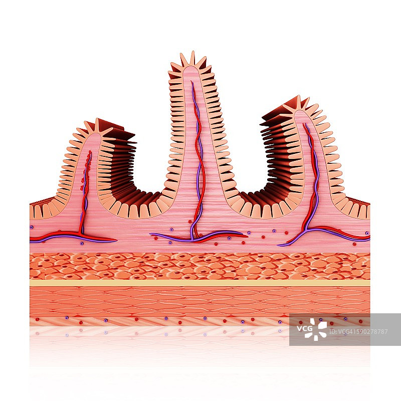小肠壁插图图片素材