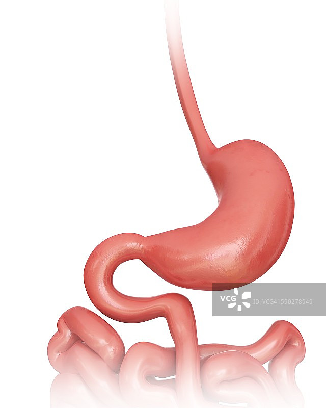 胃、插图图片素材