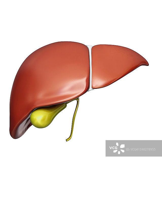 肝脏和胆囊，图示图片素材